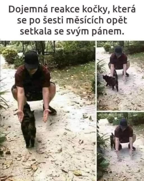 Cica mica